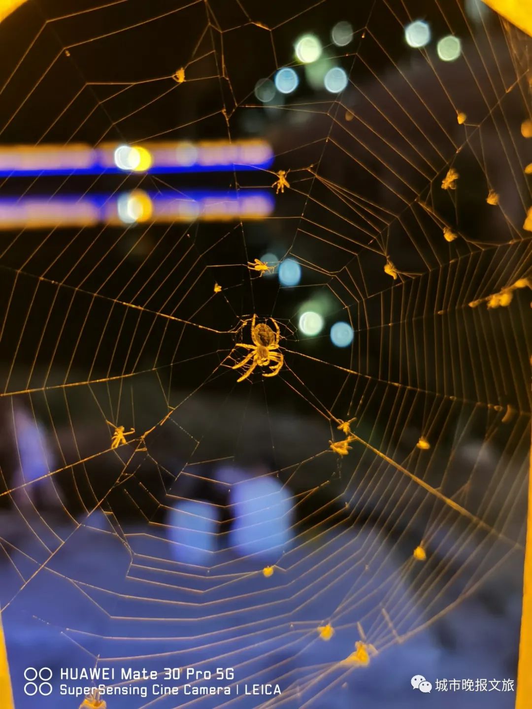 城晚拍拍丨飞鸟过帆影