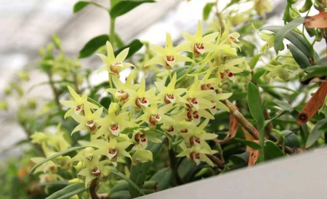 野生药材石斛,野生石斛的功效与种植的区别