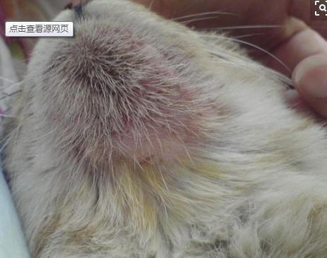 黑下巴如何用药,猫猫黑下巴怎么治疗