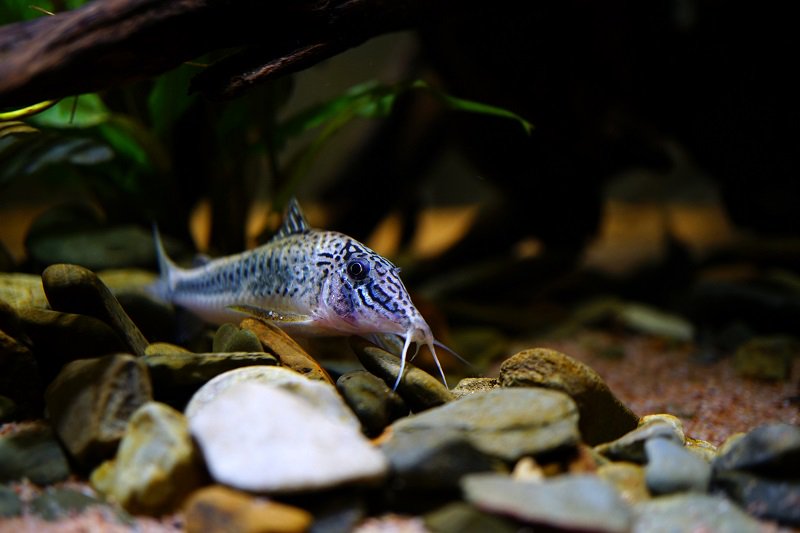 南美水族论坛推荐,南美水草造景论坛