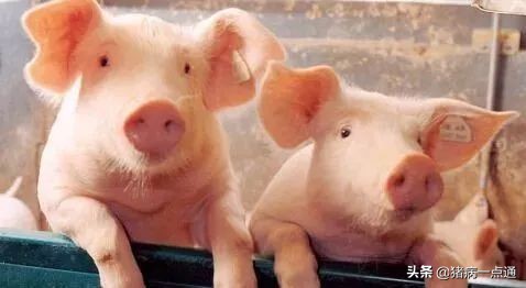 猪场分娩舍有哪些问题,猪场分娩舍管理人员工作流程