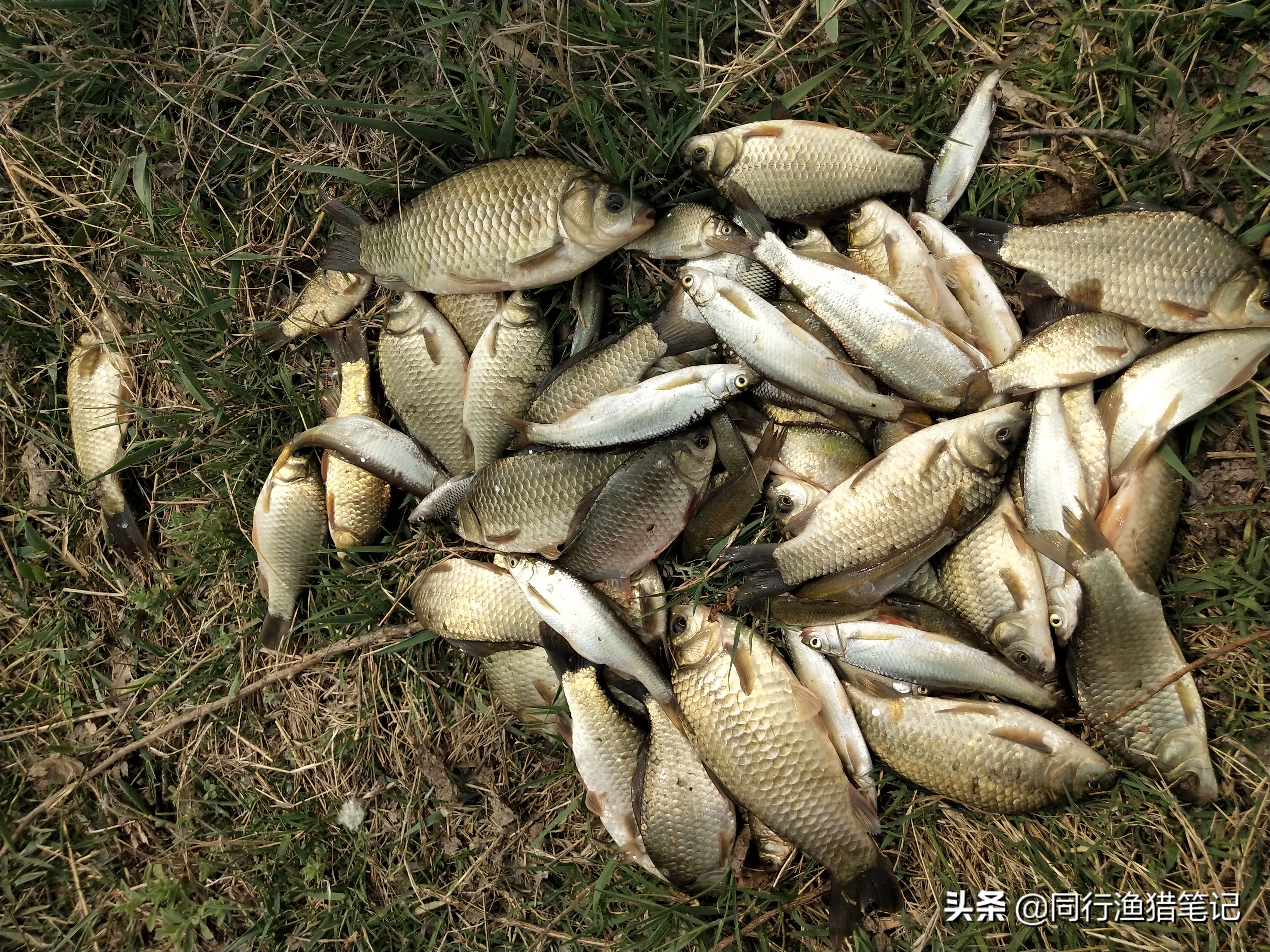 看不到鱼口却中鱼怎么解决,早上傍晚鱼不开口怎么回事