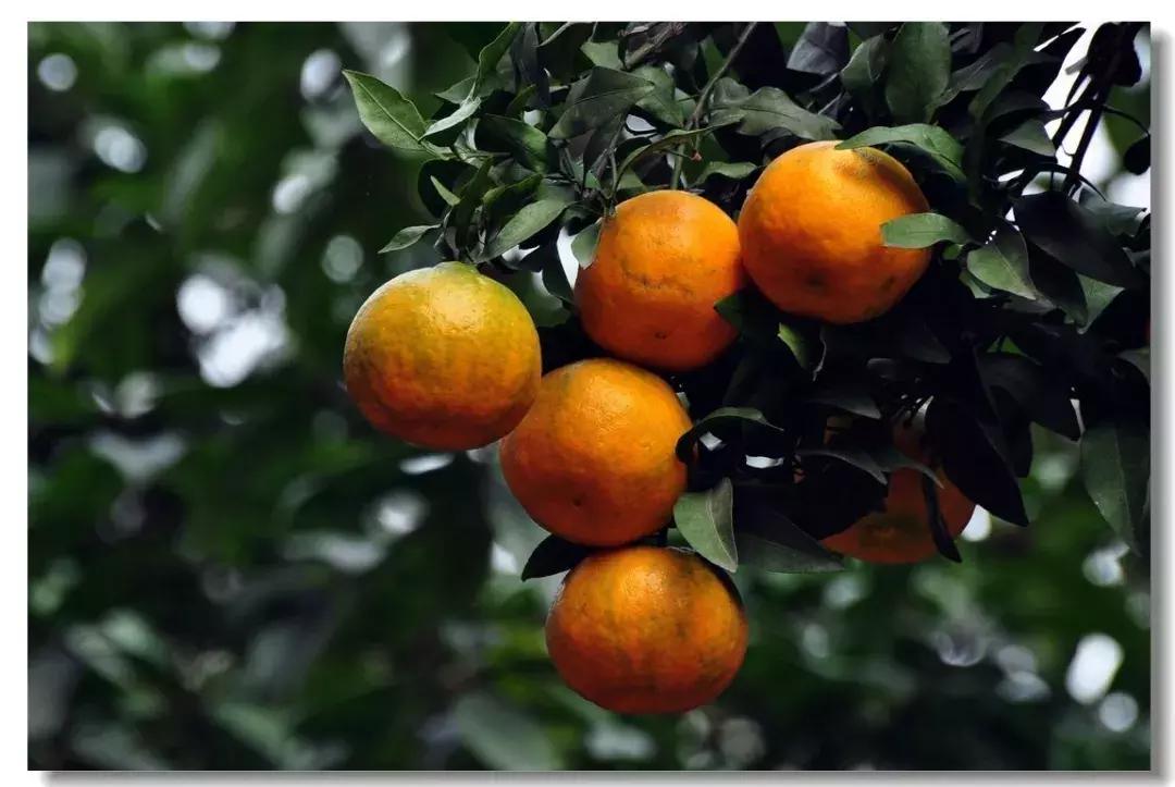 橘子皮切碎了丢瓶里，秒变大肥王，绿萝吃了疯长10米！