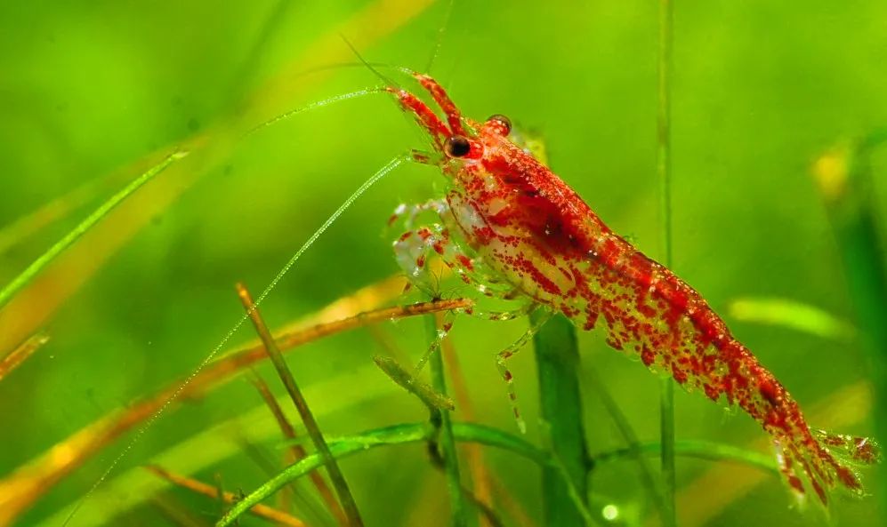 水草缸除藻最佳方法,草缸防藻黑科技