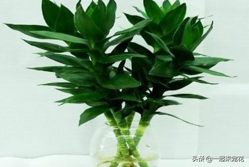 富贵竹里放生锈的铁钉还是新的,锈铁钉养富贵竹