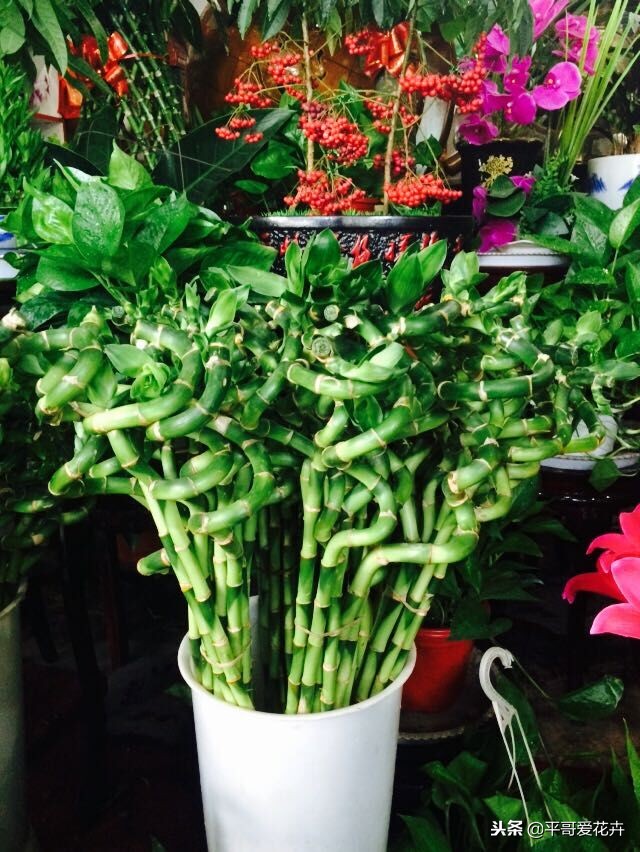 养转运竹的技巧,转运竹叶子发黄怎么养