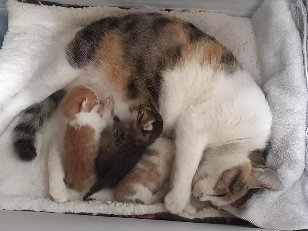 猫咪死后主人如何度过伤心期,这四种方法帮你走出来