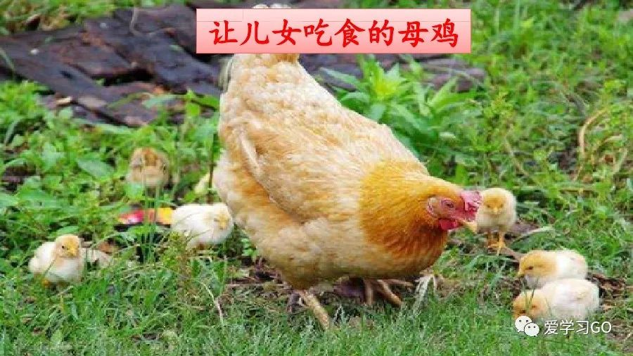 四年级下册语文母鸡课文重点讲解,四年级下册语文14课母鸡重点知识