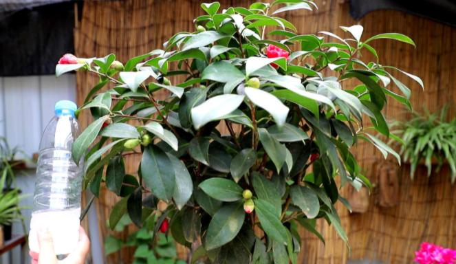 茶花的花苞怎样才能长出来 (茶花长花苞了如何快速开花)