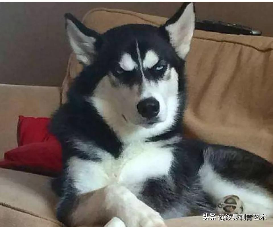 聊聊纹身那些事儿,纹身的套路如何避免