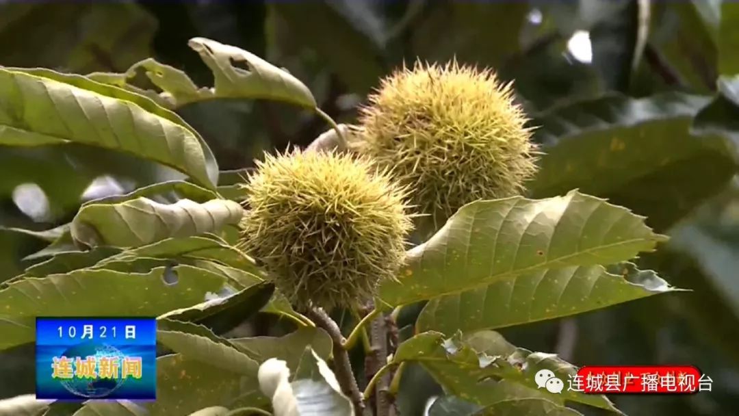 连城助农,连城山里芭蕉芋成村民致富新产业