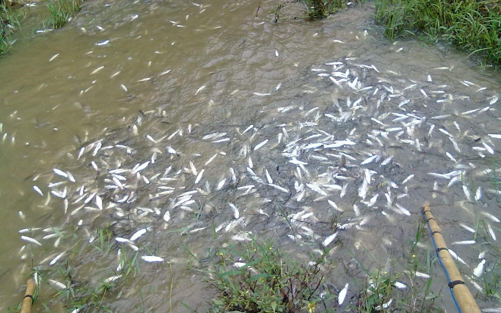 钓鱼电鱼怎么举报,钓鱼遇到电鱼报警怎么处理