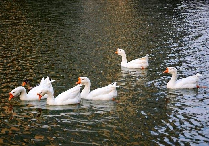 25首意境绝美的诗词一见倾心,表达向往美好生活的古诗