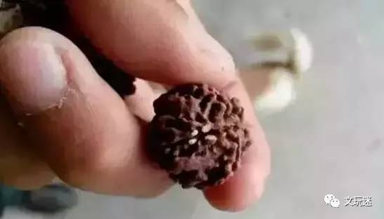 菩提手串长毛发霉有危害,菩提手串长虫子对我们有什么危害