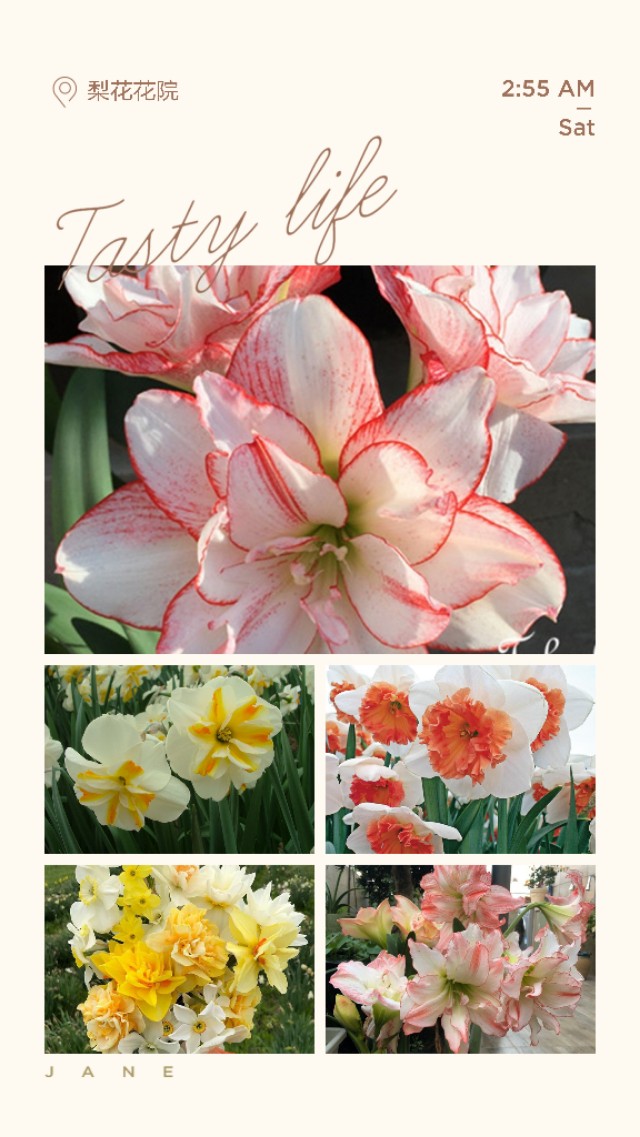 9家私藏小众球根店铺分享给你们，你想要的种球这里全都有