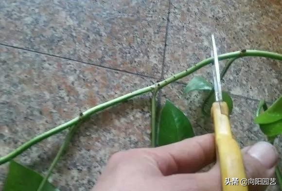 绿萝扦插的最佳方法,绿萝不用生根液怎样生根