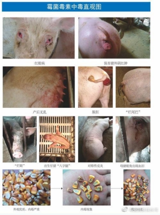 母猪为什么要排毒净化,母猪排毒的最好方法是用什么排毒