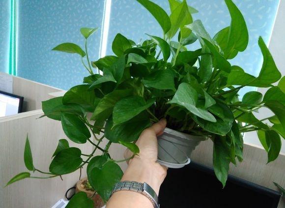 绿萝浇哪三种水疯长不停,让绿萝起死回生爆盆的正确方法