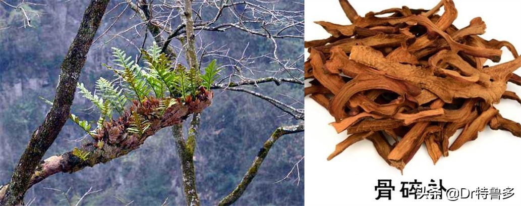 骨折中药要吃多久才有效,骨折一年多没愈合吃啥药好得快