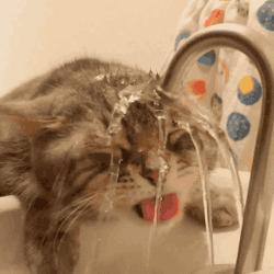 猫咪之前爱喝水突然就不爱喝水了,猫咪突然不吃饭也不喝水怎么回事