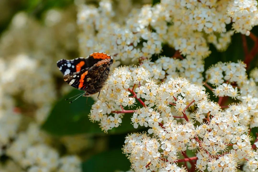 石楠花是怎样的,石楠花的魅力