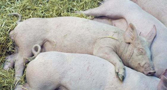 猪5号病会不会导致大便干结,大猪大便干结厌食怎么治疗