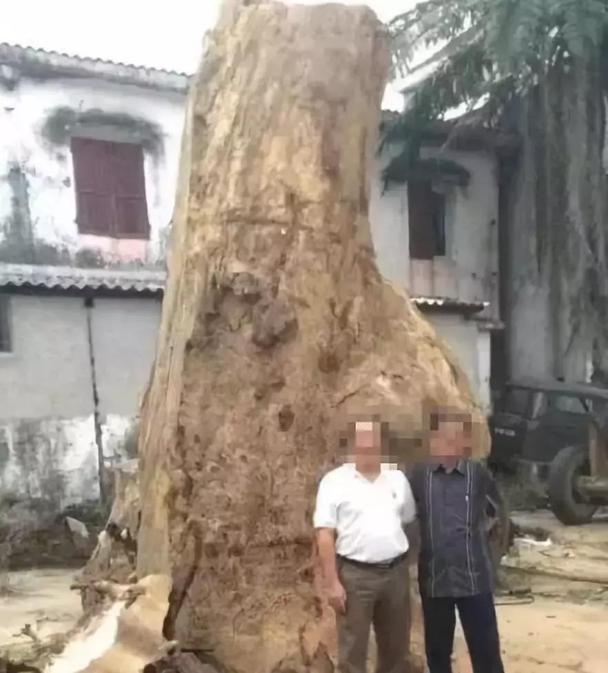 价值240万非洲的原木,雕刻成品出来后震惊全场,一片心疼声!