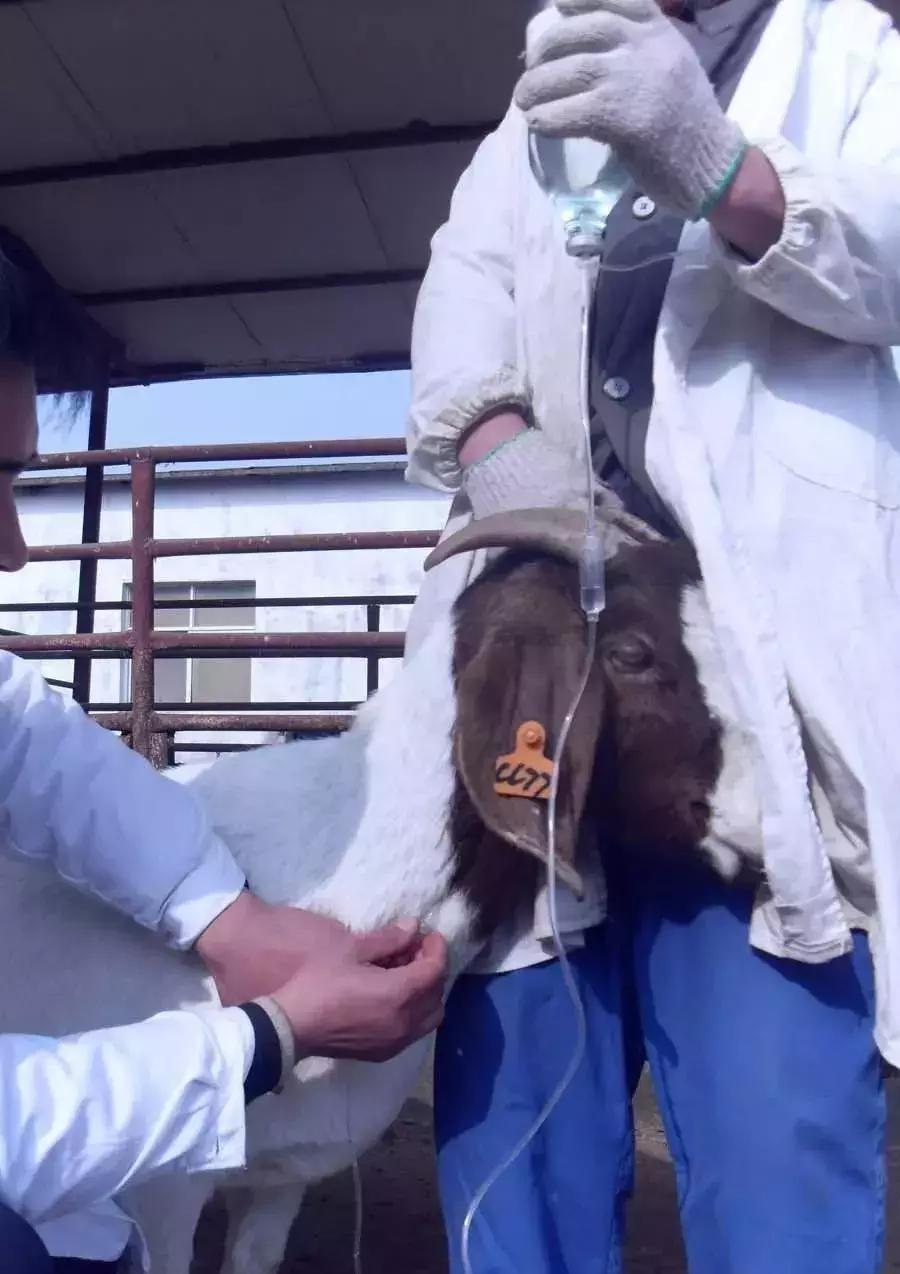 常见羊病用药配方大全图解,羊病治疗最佳用药配方表格