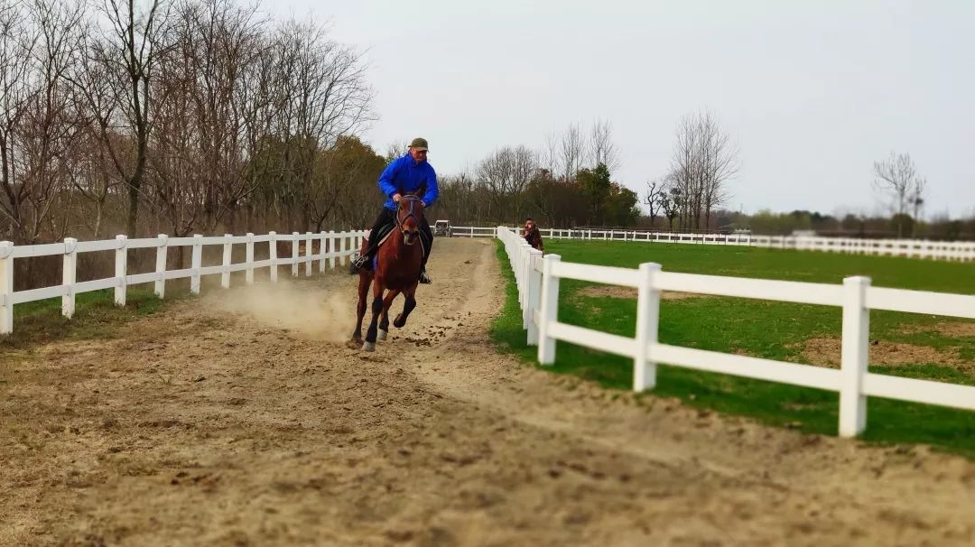 绍兴杭州湾海上花田100万郁金香等你来赏来赴一场春天的约会。