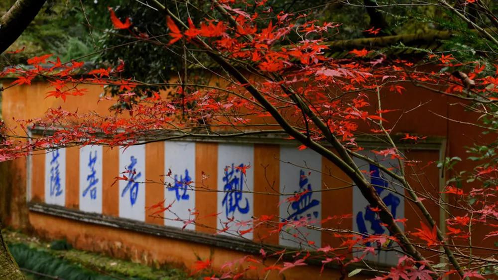 银杏古道自驾游攻略,江浙沪绝美古道苏州