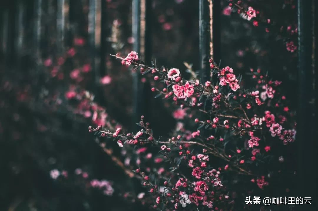 世人皆苦唯有自渡下一句是什么,世人皆苦唯有自渡配图