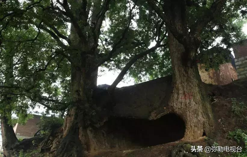 一棵被保护的百年古树,一棵百年的古树被雷击