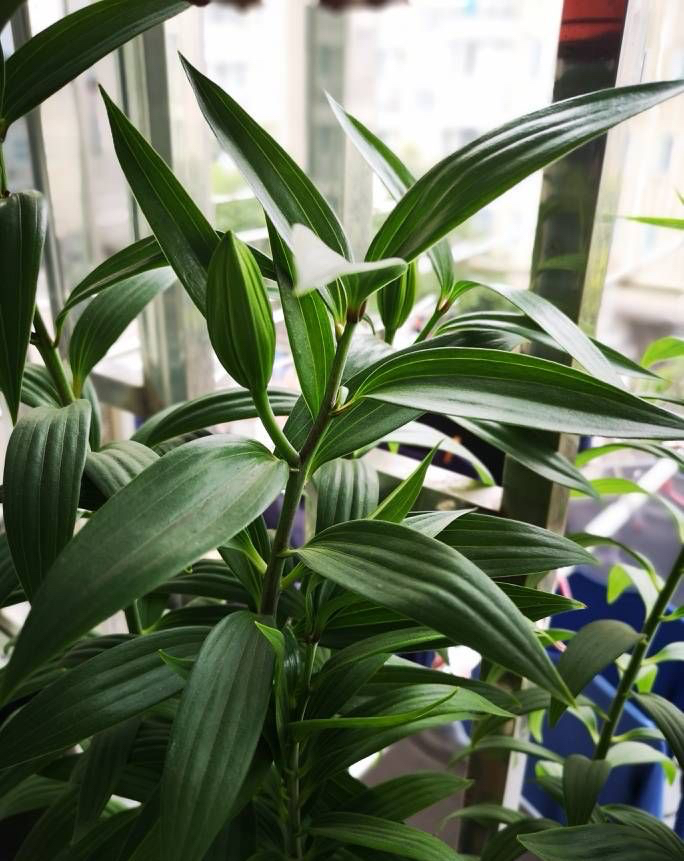 水中百合花开完了怎么样再开花,百合花开完后如何处理枝干