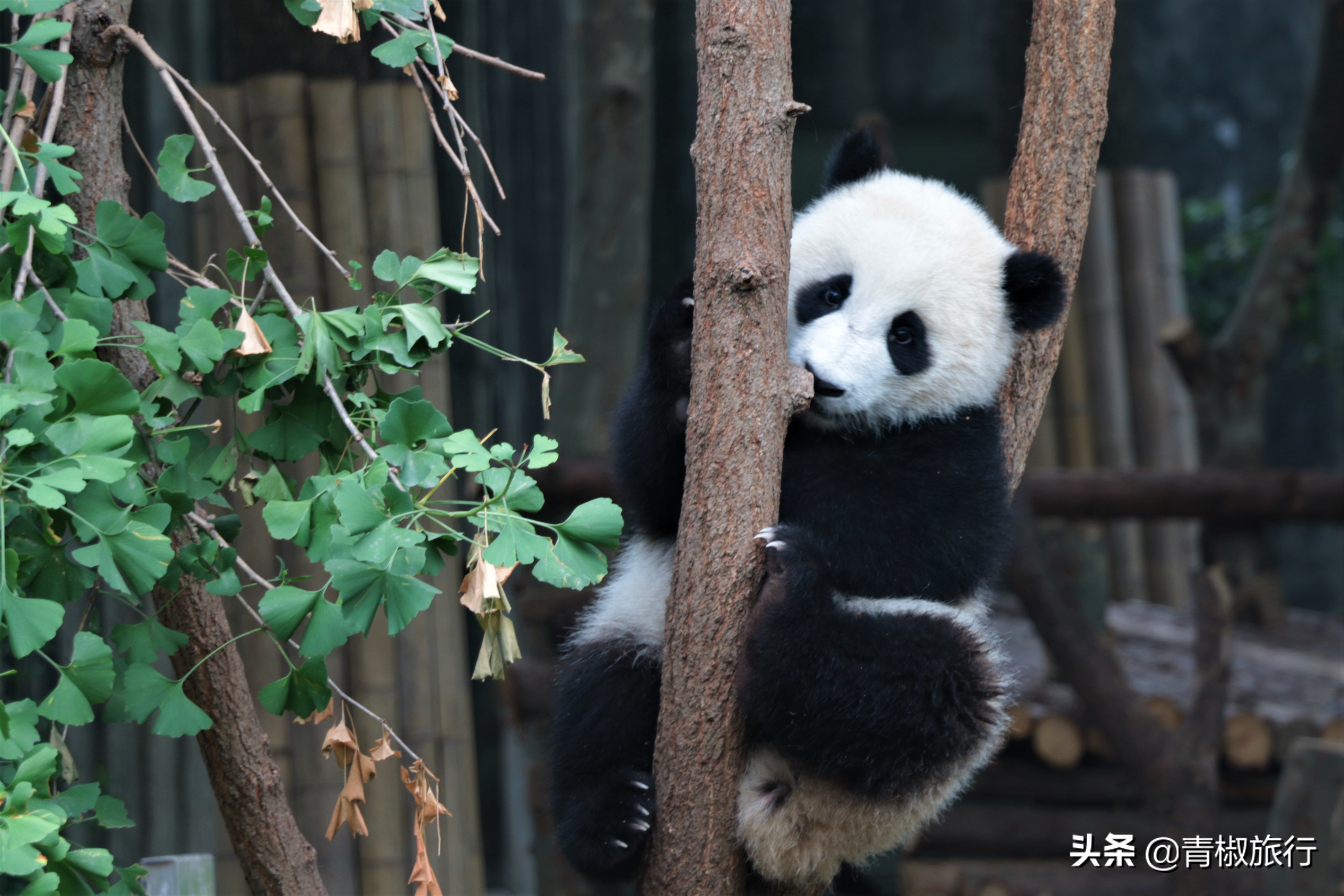 成都的美让人如此着迷，熊猫火锅麻将，春节每一景都是你来的理由