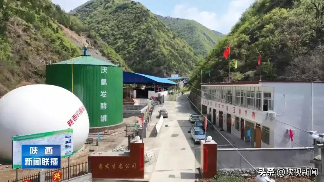 商洛山阳县这帮人对牛粪做了啥？竟比纯养牛多挣了10倍！