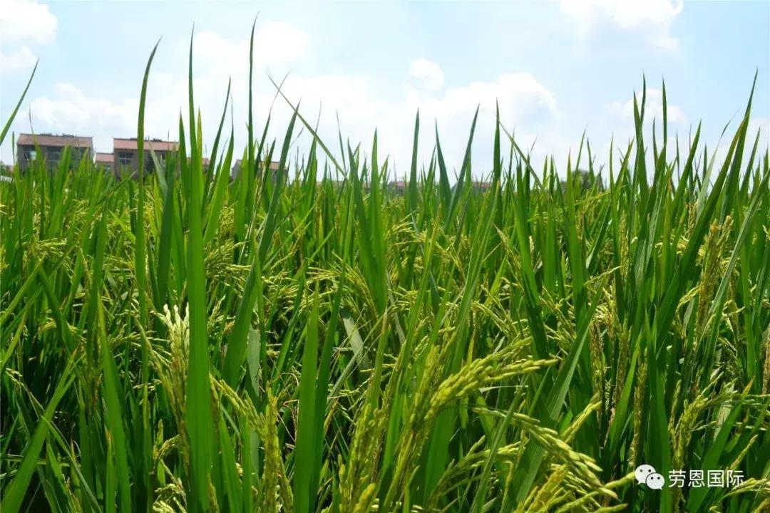 水稻红叶病两个字的特效药,水稻红叶病不用药后果