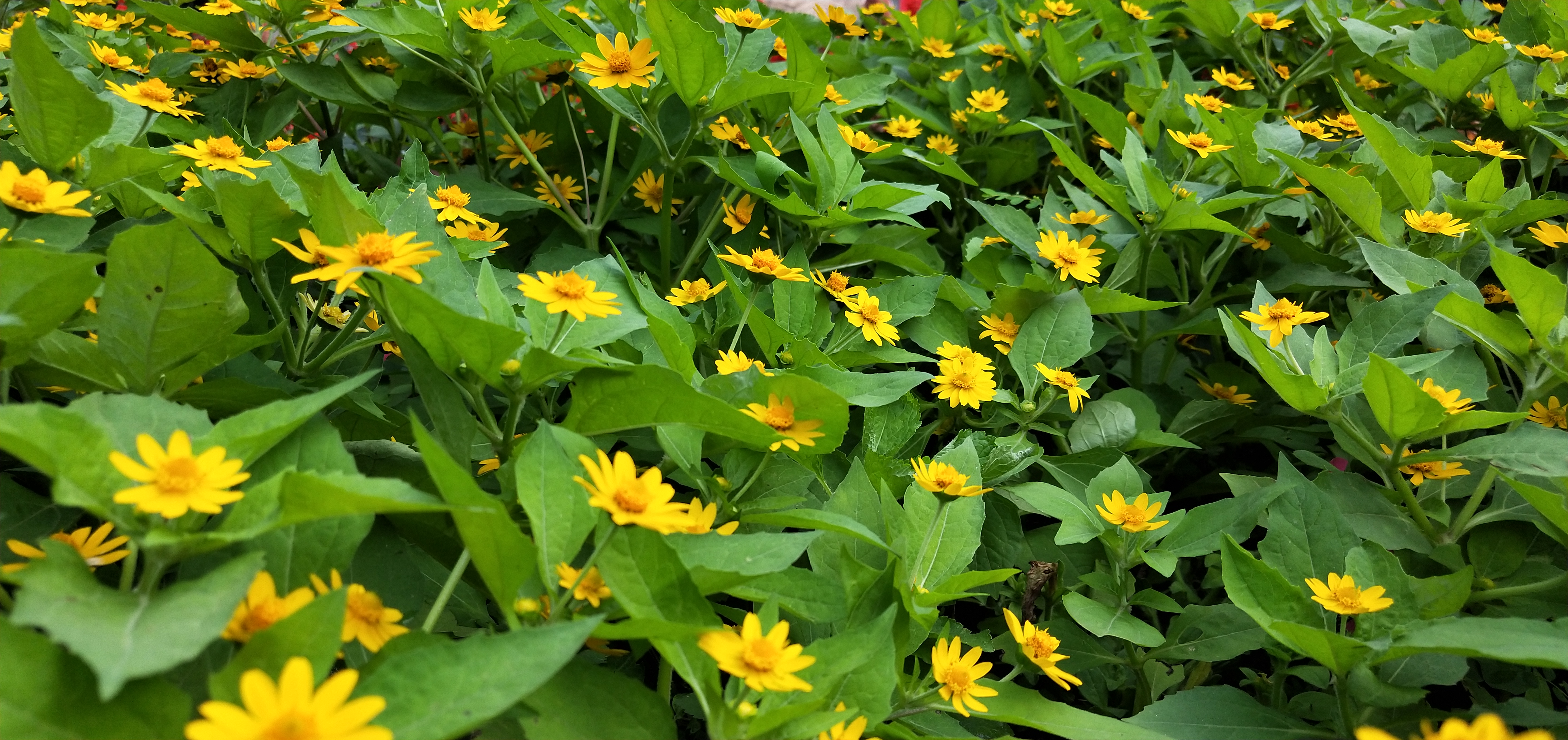 东湖公园菊花花展时间2021,深圳东湖荷节花展