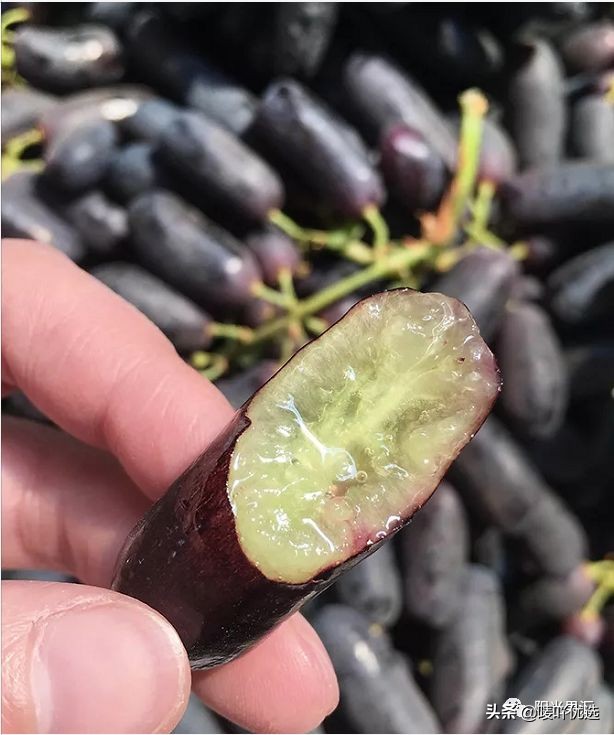 澳洲金手指提子苗,金手指蓝宝石提子