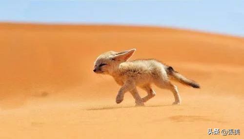 迷失沙漠,迷失在沙漠里怎么办