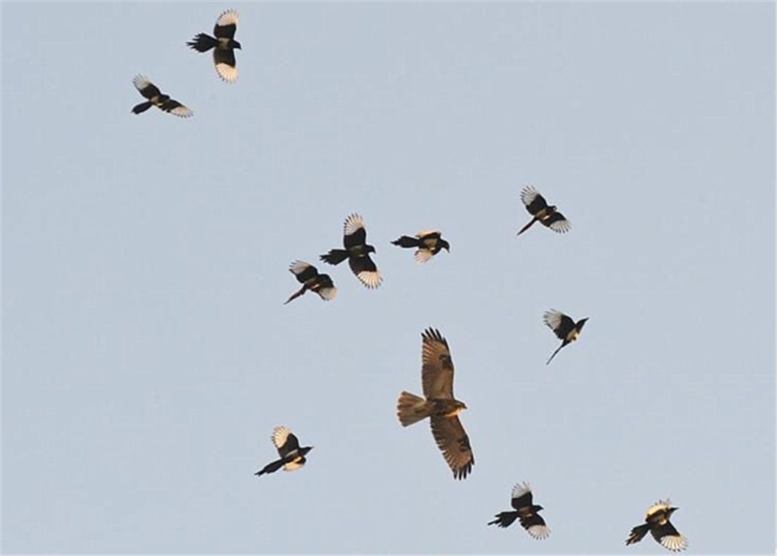 喜鹊吃麻雀幼鸟,喜鹊成灾攻击老鹰圈养麻雀