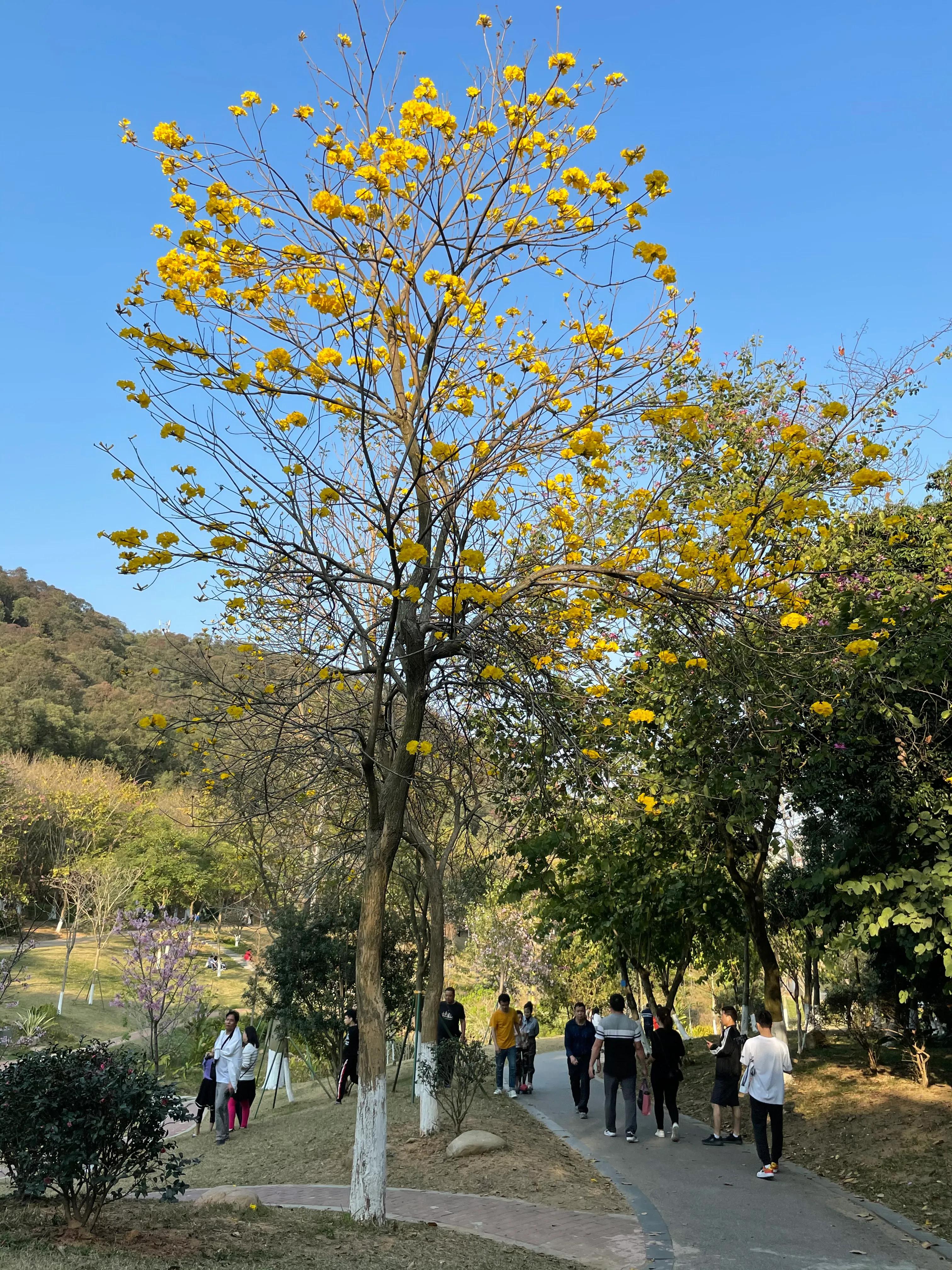 东莞旗峰公园爬山打卡,东莞人的公园