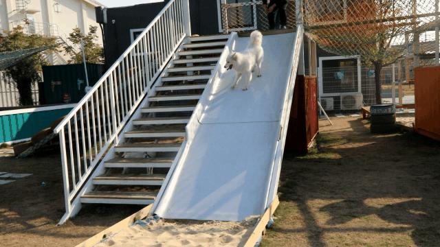汪汪汪~宁波首家宠物主题乐园登陆江北，铲屎官们走起