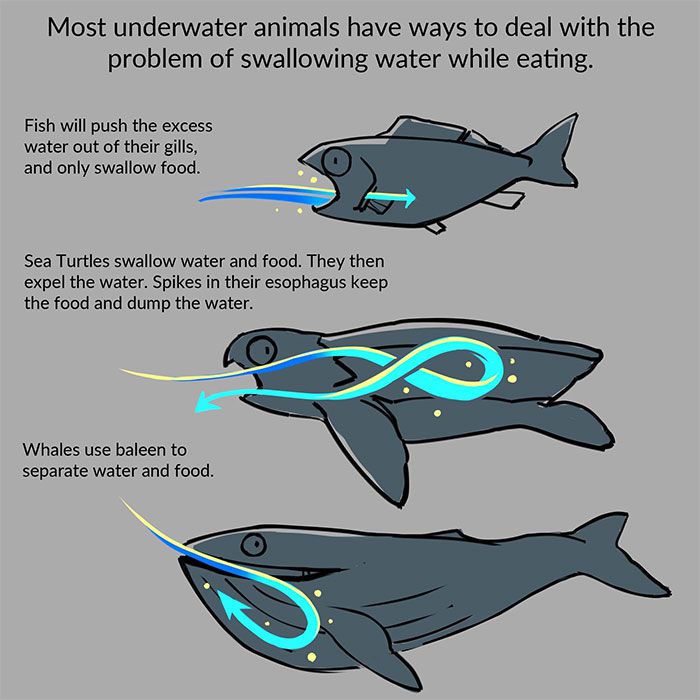 海龟没有牙齿靠什么来咬合,哪种海龟嘴里长满了尖刺