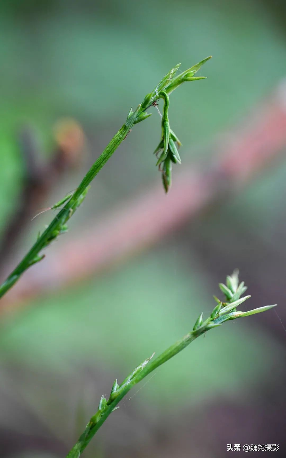 各个季节的野生兰花,北京百花山野生兰花图片