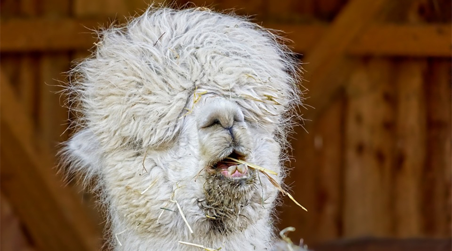 双十一热词,双11电商是什么意思呀