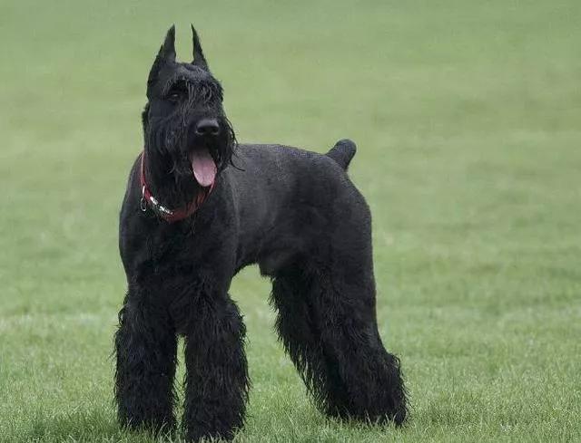 雪纳瑞串巨型雪纳瑞,每日一宠雪纳瑞图片