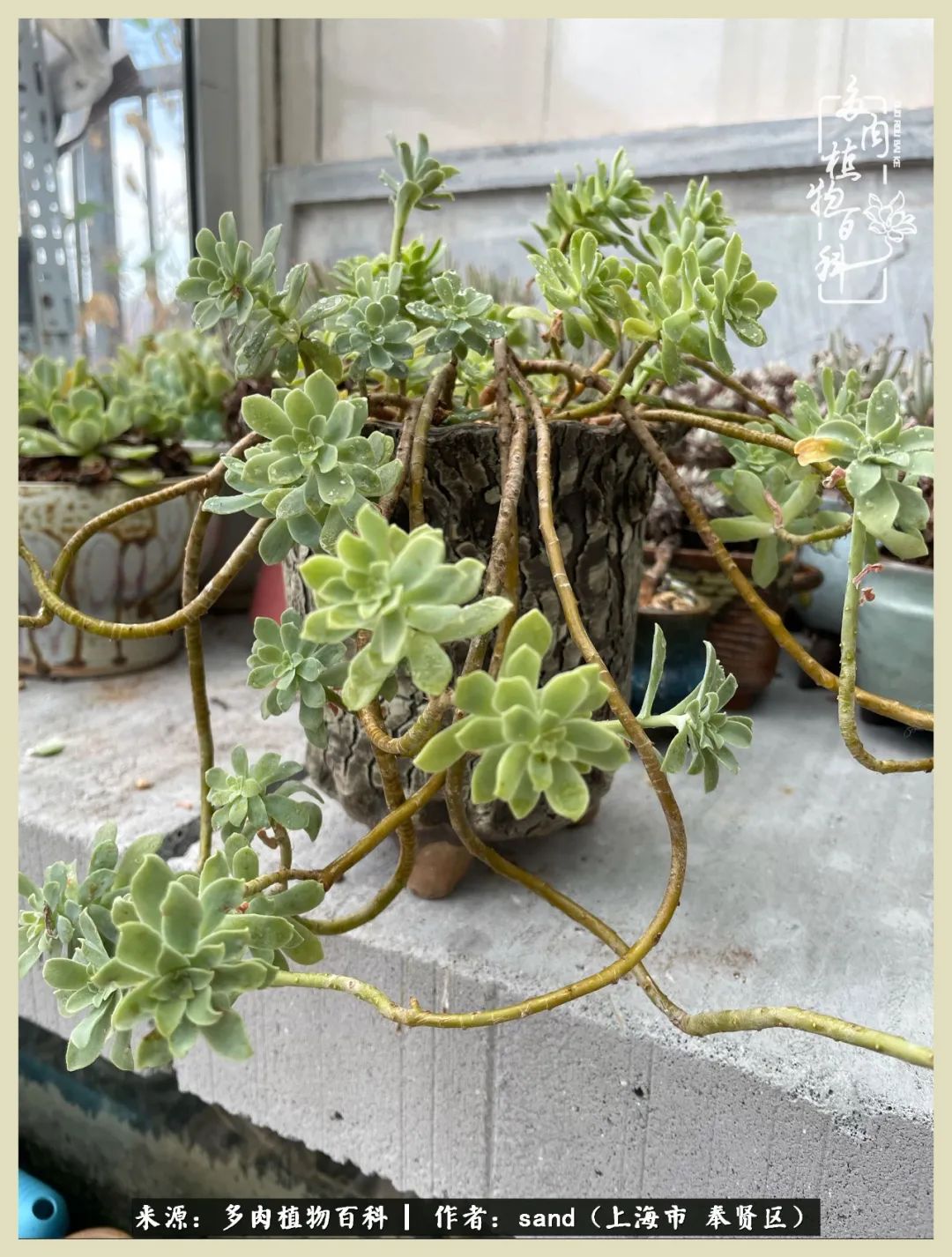 多肉怎么度过三伏天,多肉在三伏天怎么度夏