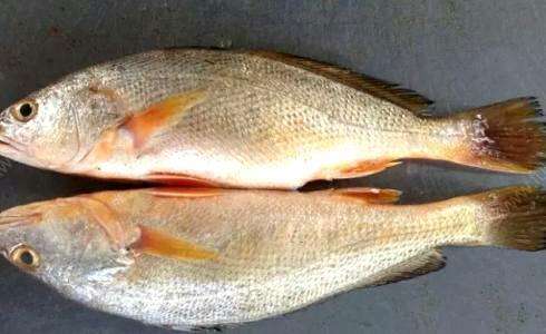 东海海鲜美食大全,家乡特色海鲜美食