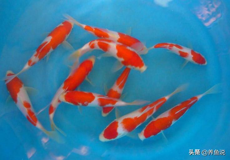 如何养殖风水锦鲤鱼视频,风水鱼怎么养