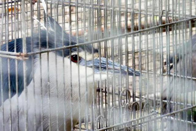 小鸟天堂真实现状,小鸟天堂后续怎样了